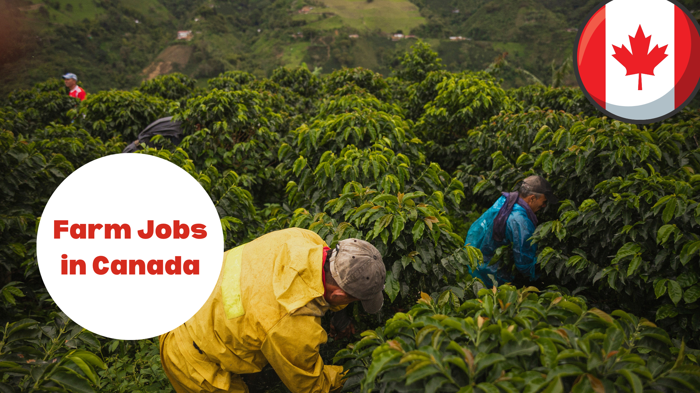 Farm Jobs in Canada